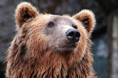 Las autoridades recomiendan el repelente para evitar el ataque de un oso.