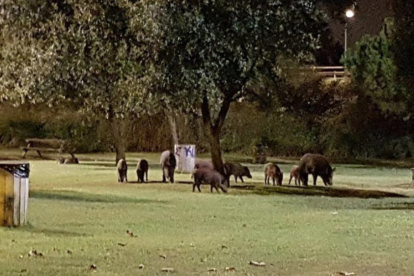 Imagen de archivo de una mandada de jabalíes en una zona próxima al colegio Cèsar August.