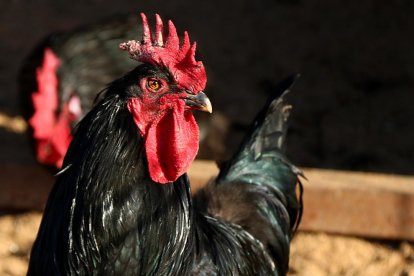 Plano detalle de un ejemplar de Gallo del Penedès.