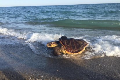 Exemplar de tortuga marina recuperada i retornada al seu medi natural.