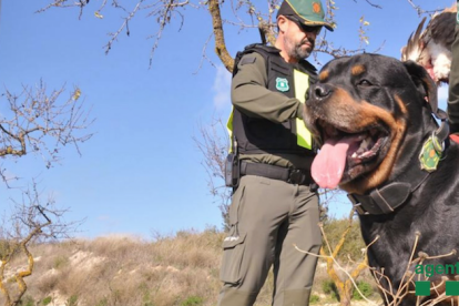 Stuck, un perro adiestrado en la detección de cadáveres, ha ayudado a encontrar el buitre.