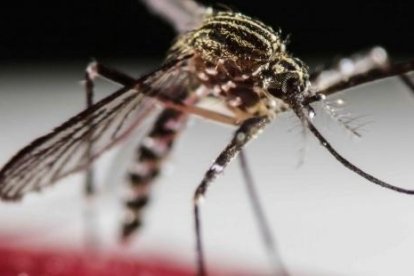 Imatge d'arxiu del mosquit 'Aedes aegipti'.