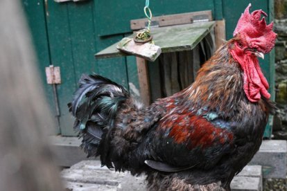 El gallo Maurice, motivo del juicio que se ha alargado dos años.