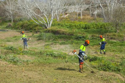 La Asociació Aurora se encarga de los trabajos previos y posteriores a la plantación, impulsada por Repsol.