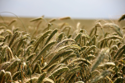 Els investigadors ja estan treballant per aplicar aquest coneixement en cereals i espècies hortícoles.