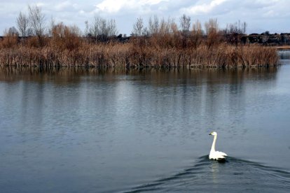 El cigne cantaire alliberat a Lleida després de ser recuperat quan va ser trobat als carrers de Barcelona.