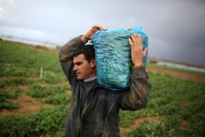 El líder de Cs, Albert Rivera, en un montaje fotográfico de Save the Children como si fuera un inmigrante que hace la cosecha en el campo.