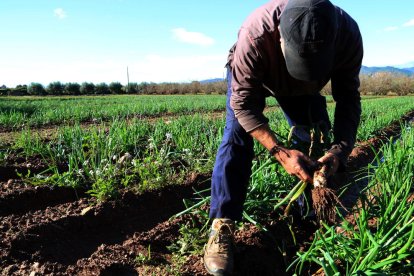 Pla general del president de la IGP calçot de Valls arrencant calçots en un camp del terme municipal de la Masó a l'Alt Camp. Imatge del 9 de novembre del 2018 (Horitzontal).