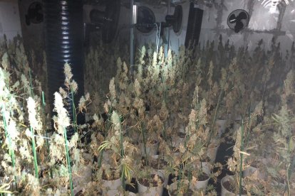 Imatge de la plantació interior trobada en una casa de Mas Carpa, a Reus.