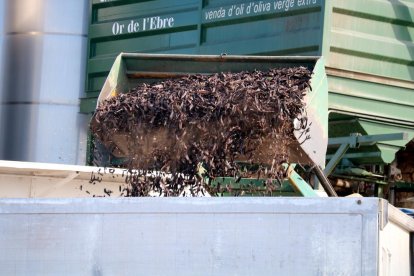 Una pala d'un tractor abocant garrofes a la cisterna d'un camió a Tortosa.