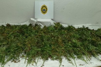 Imagen de algunas de las plantas de marihuana intervenidas.