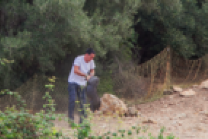 Imagen de un hombre cogiendo un cerdo vietnamita en el marco del operativo.