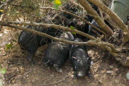 Uns garrins que van néixer recentment, després del part de cinc femelles.