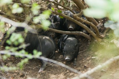 Unos cochinillos que nacieron recientemente en el parque, después del parto de cinco hembras.