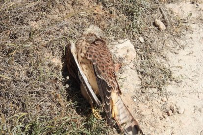 El ejemplar de halcón muerto recientemente.