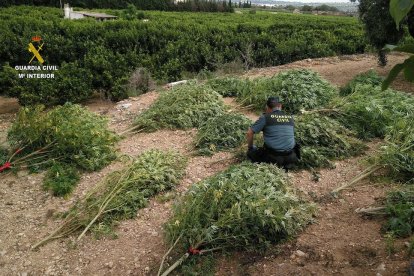 Les plantes de marihuana es trobaven dissimulades entre els tarongers.