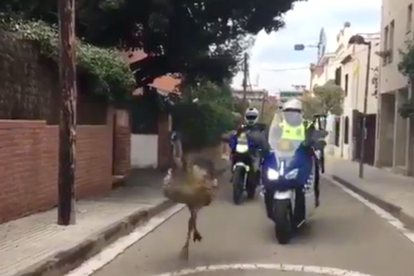 Imagen del animal perseguido por la Policía Local.