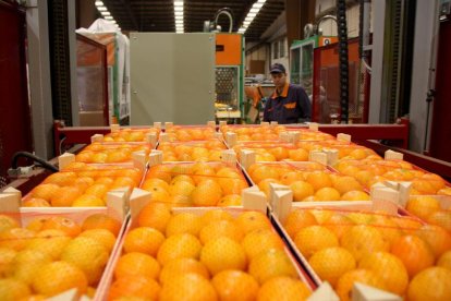 Primer pla de caixes de mandarines preparades per a l'exportació als magatzems d'Agrofruit. Imatge del 19 de juny de 2015 (horitzontal)