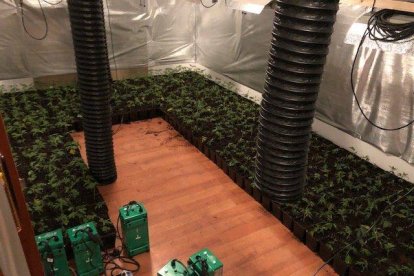 Els Bombers van descobrir un cultiu de marihuana de prop de 940 plantes.