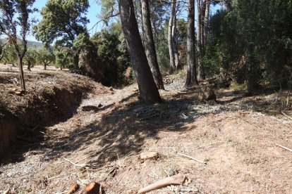 El bosc de la llera del torrent de Sant Marc, amb espècies talades.