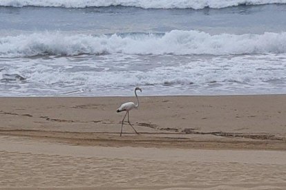 Imagen del flamenco en la playa tarraconense.