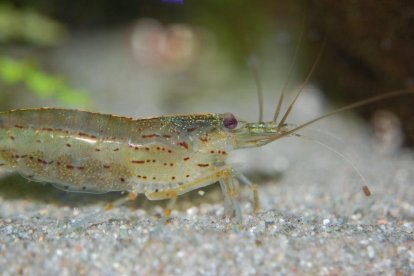 El virus de la mancha blanca castiga especialmente algunas zonas del Brasil, China y diferentes países de la América Latina.