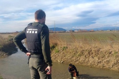 Els agents rurals van alliberar les carpes al seu medi natural.