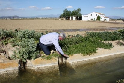 Imatge del president de la comunitat de regants de la Dreta de l'Ebre, Manel Masià, obrint el pas de l'aigua a un camp d'arròs.