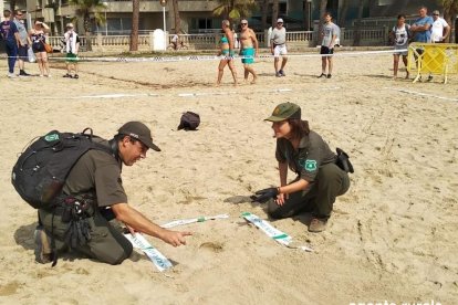 Els Agents Rurals protegint el niu de tortuga babaua