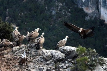 Algunos buitres en la zona de alimentación suplementaria para la recuperación del quebrantahuesos, en los Ports, en Tortosa, mientras llega otro carroñero.