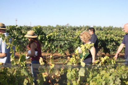 Las viñas de Mas Valero, durante una cata de variedades minoritarias.