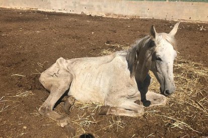 En el mes de julio, algunos caballos mostraban síntomas de maltrato y estaban desnutridos.