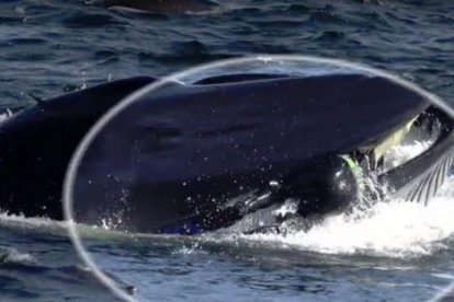 Imagen del buzo cuando es engullido por la ballena.