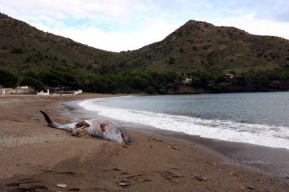 Imatge del dofí que va aparèixer a Cala Montjoi de Roses.