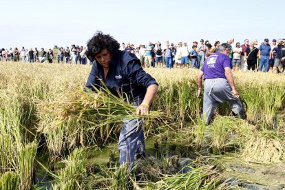 Plan|Plano abierto de una segadora que ha participado en la exhibición de la siega del arroz en las fiestas de Deltebre. Imagen del 15 de septiembre del 2019 (Horizontal).