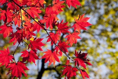 Els colors ocres i terrossos són característics del bosc en aquesta època.