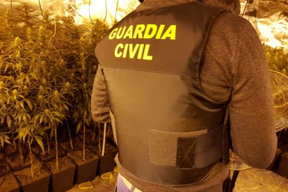 Imatge de la Guardia Civil a la plantació de Rodonyà