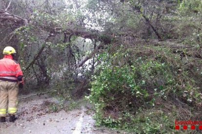 La circulación de la vía ha quedado cortada debido a la caída de un árbol.