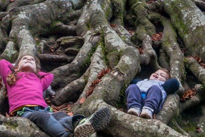 Una excursión para conocer un árbol de 250 años al Parque Natural de los Puertos.