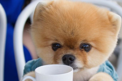 jiffpom el gos que sembla un peluix