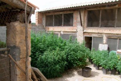 Imagen de la plantación de marihuana localizada en una masía de Vilalba dels Arcs.