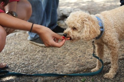 Los diez alimentos prohibidos por tu perro