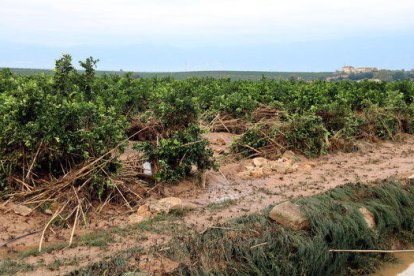 Un camp de cítrics a la zona de Mianes, a Tortosa, ple de canyes i fang que va arrossegar amb la llevantada un barranc proper.