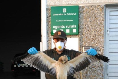 Imagen del águila muerta que recogieron los Agents Rurals.