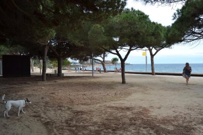 El forat es va omplir amb terra el mateix dia que va aparèixer i la zona es va obrir al públic.