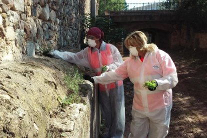 El Ayuntamiento hace acciones de eliminación manual y mecaánica de esta planta en espacios públicos.