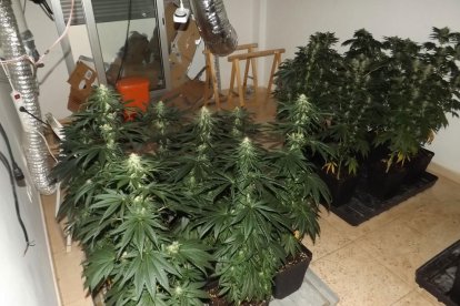 Els Mossos d'Esquadra van localitzar un total 188 plantes de marihuana.