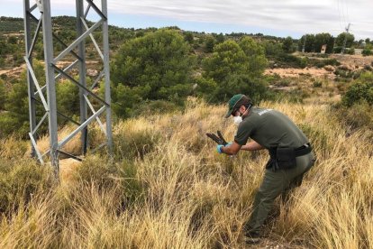 imagen de un Agente Rural recogiendo uno de los cadáveres de buitre encontrados en Palma d'Ebre.