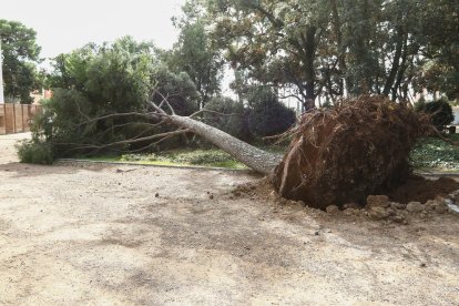 La força del vent va arrencar d'arrel un dels pins dels jardins de Mas Carandell, a la ciutat de Reus.