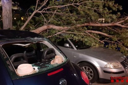 Imatge d'uns arbres caiguts a Tortosa que van provocar danys a diversos cotxes.